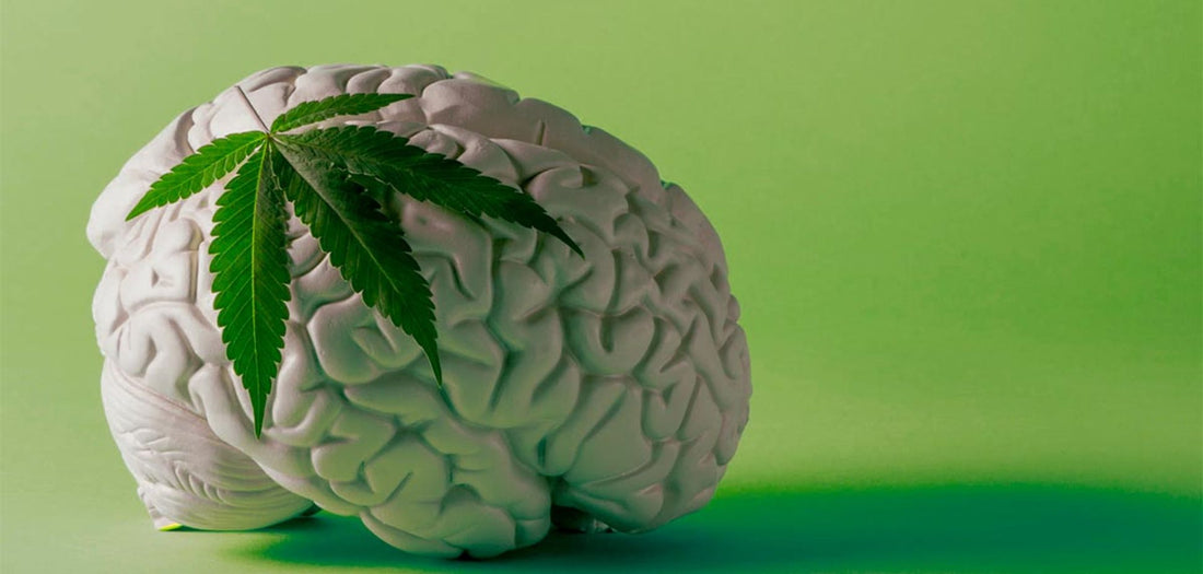 Does Cannabis Kill Brain Cells? Here’s What the Evidence Says