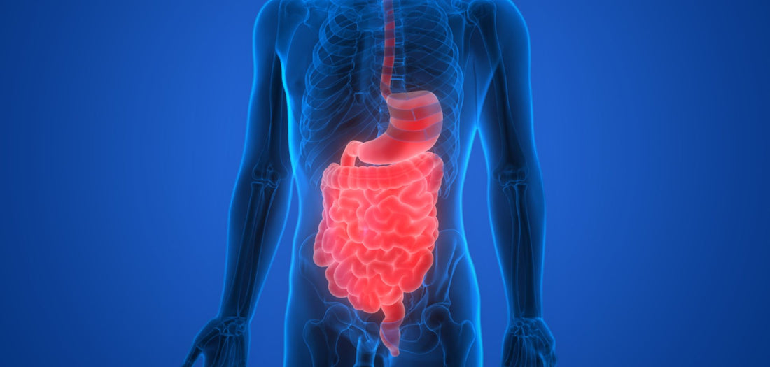 The Hidden Highway: How Cannabis Transforms Your Gut-Brain Connection