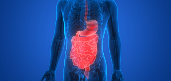 The Hidden Highway: How Cannabis Transforms Your Gut-Brain Connection