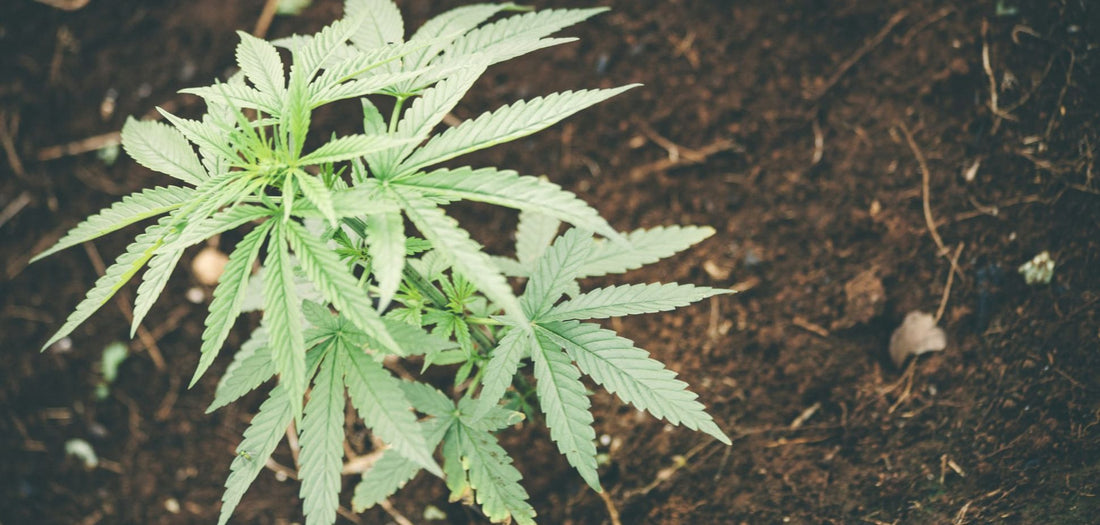 Taste the Difference: Cannabis Cultivation Mediums and Flavour Profiles