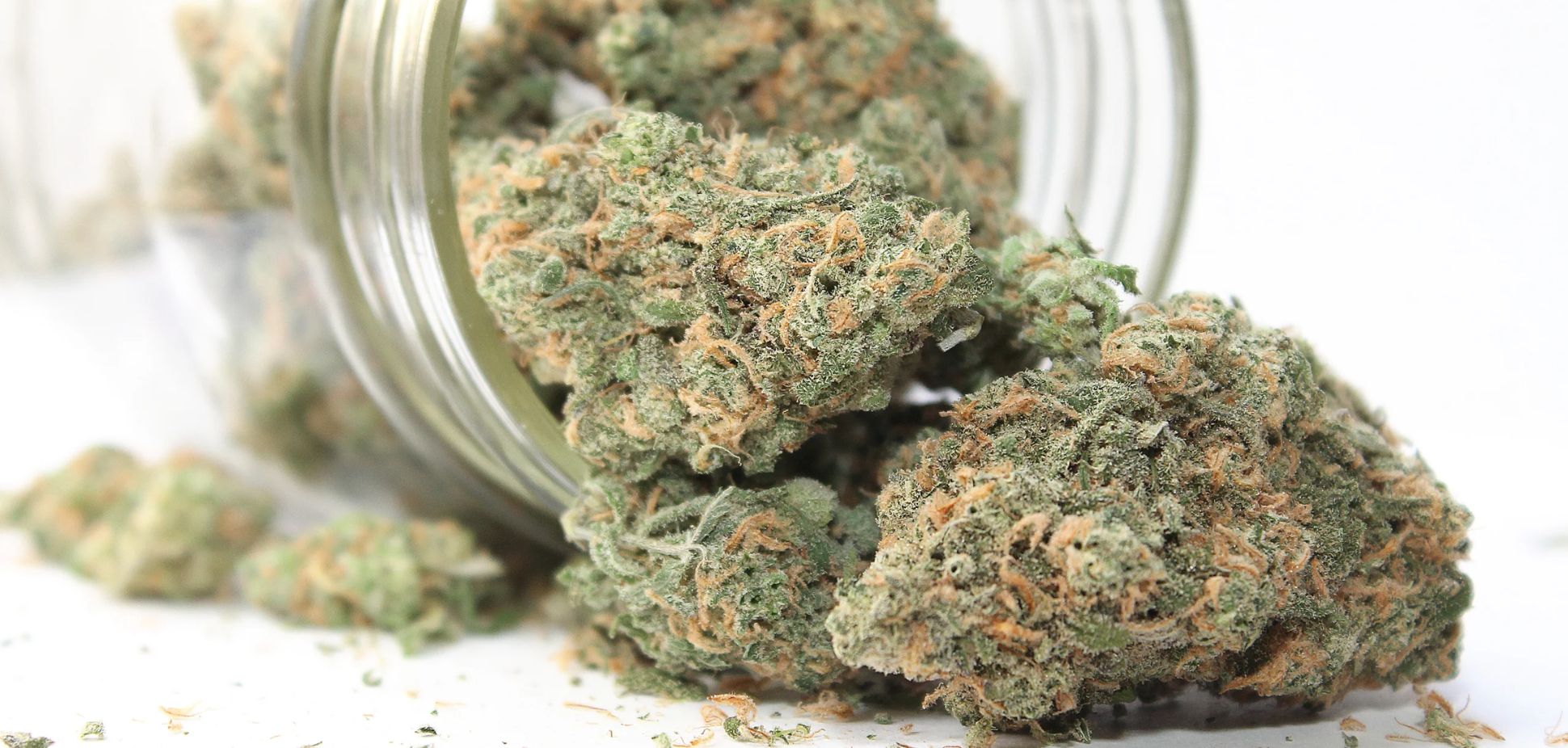 The Secret to Better Bud: Why Post-Purchase Curing Matters