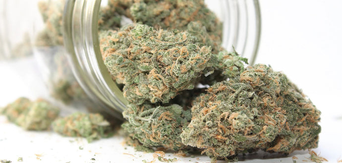 The Secret to Better Bud: Why Post-Purchase Curing Matters