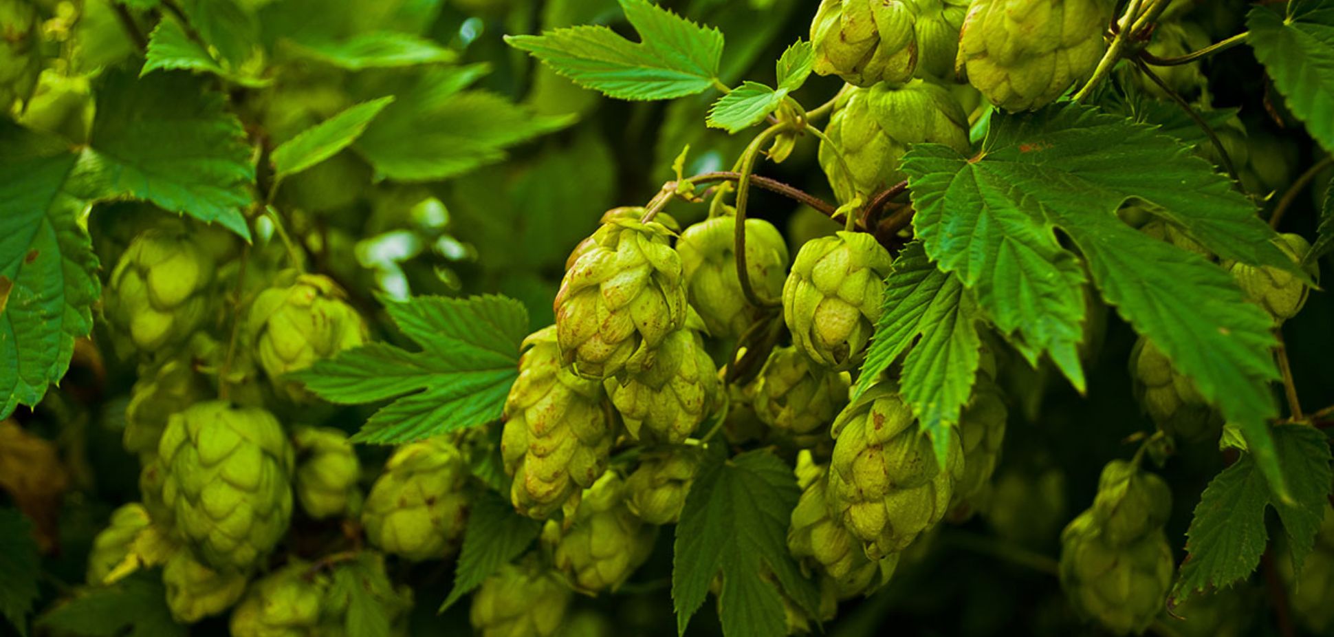 Humulene 101: The Earthy Terpene with Big Benefits – Hero Dispatch