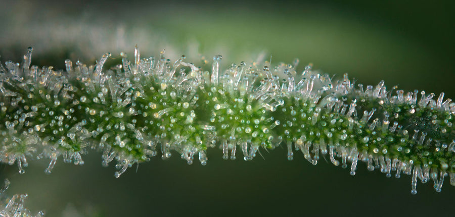 Handle with Care: Techniques for Maintaining Cannabis Terpenes