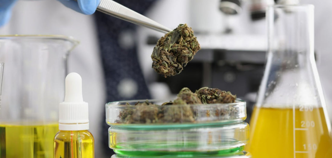 Know What You Smoke: How to Read a Cannabis COA