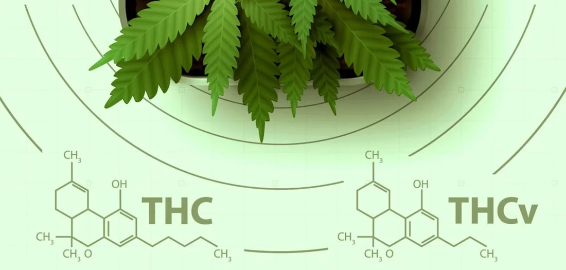 THCV: The ‘Diet Weed’ Cannabinoid