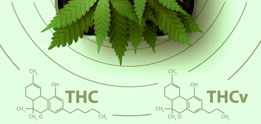 THCV: The ‘Diet Weed’ Cannabinoid