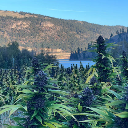 Lemon Sour Diesel-06