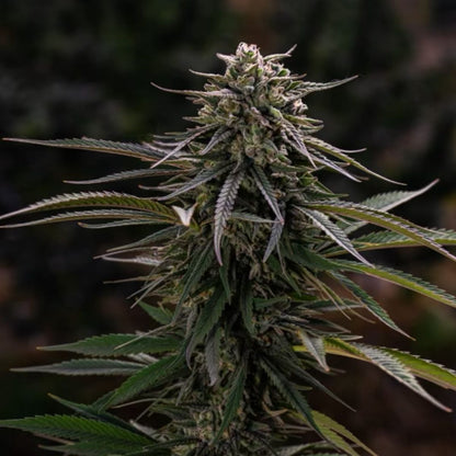 Lemon Sour Diesel-04