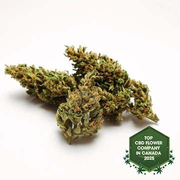 The Ambassador Infused CBD Flower-01