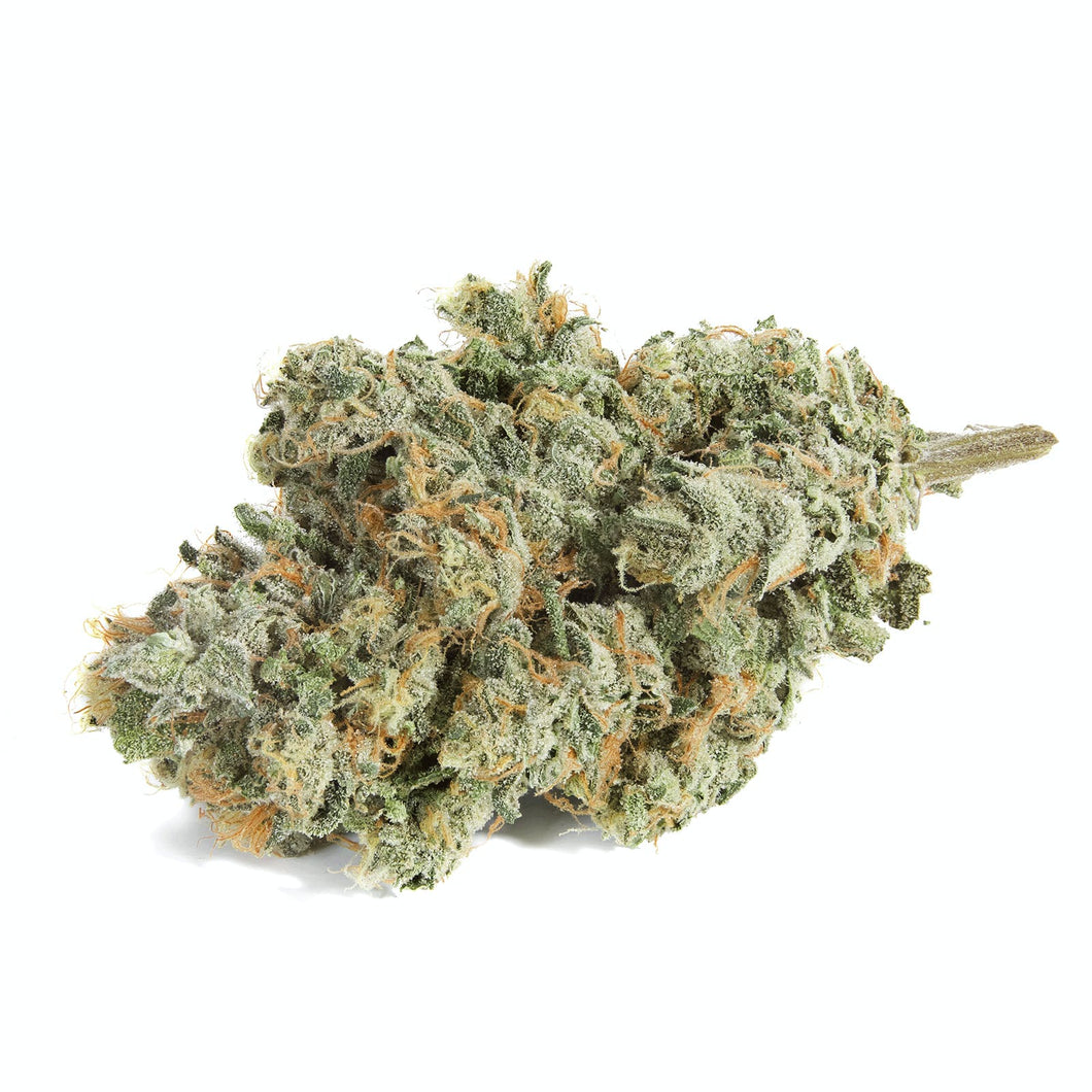 BC Organic Original Glue-01