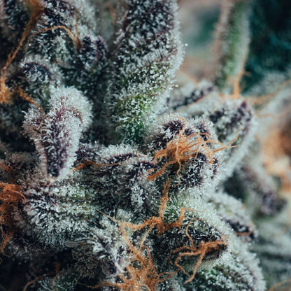 Blueberry Yum Yum-02