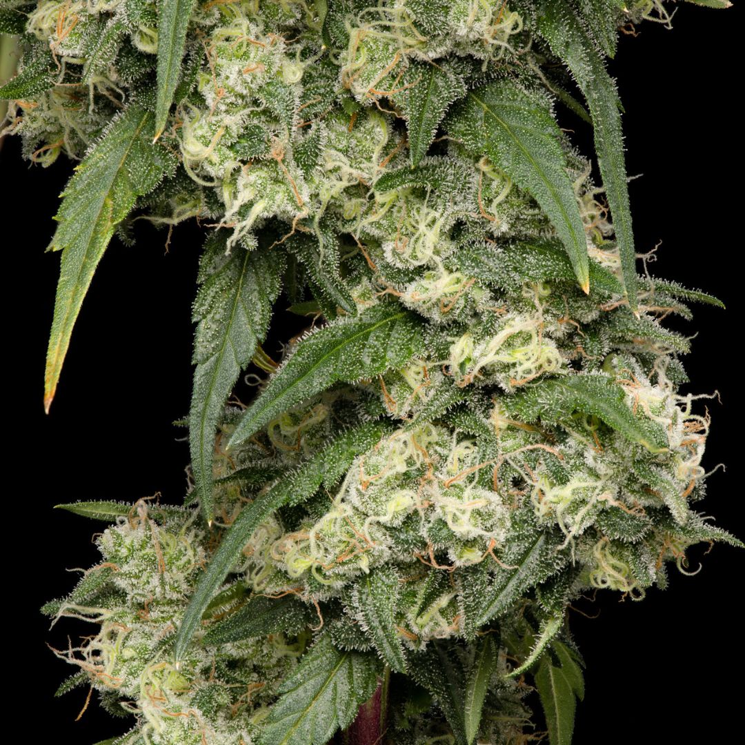 Pure Cake Skunk-02