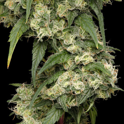 Pure Cake Skunk-02