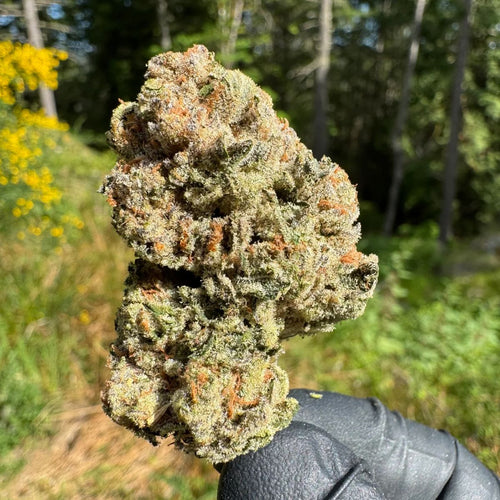Alien Gorilla-01