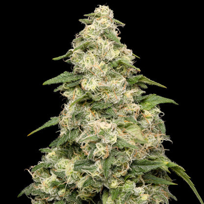 Pure Cake Skunk-03