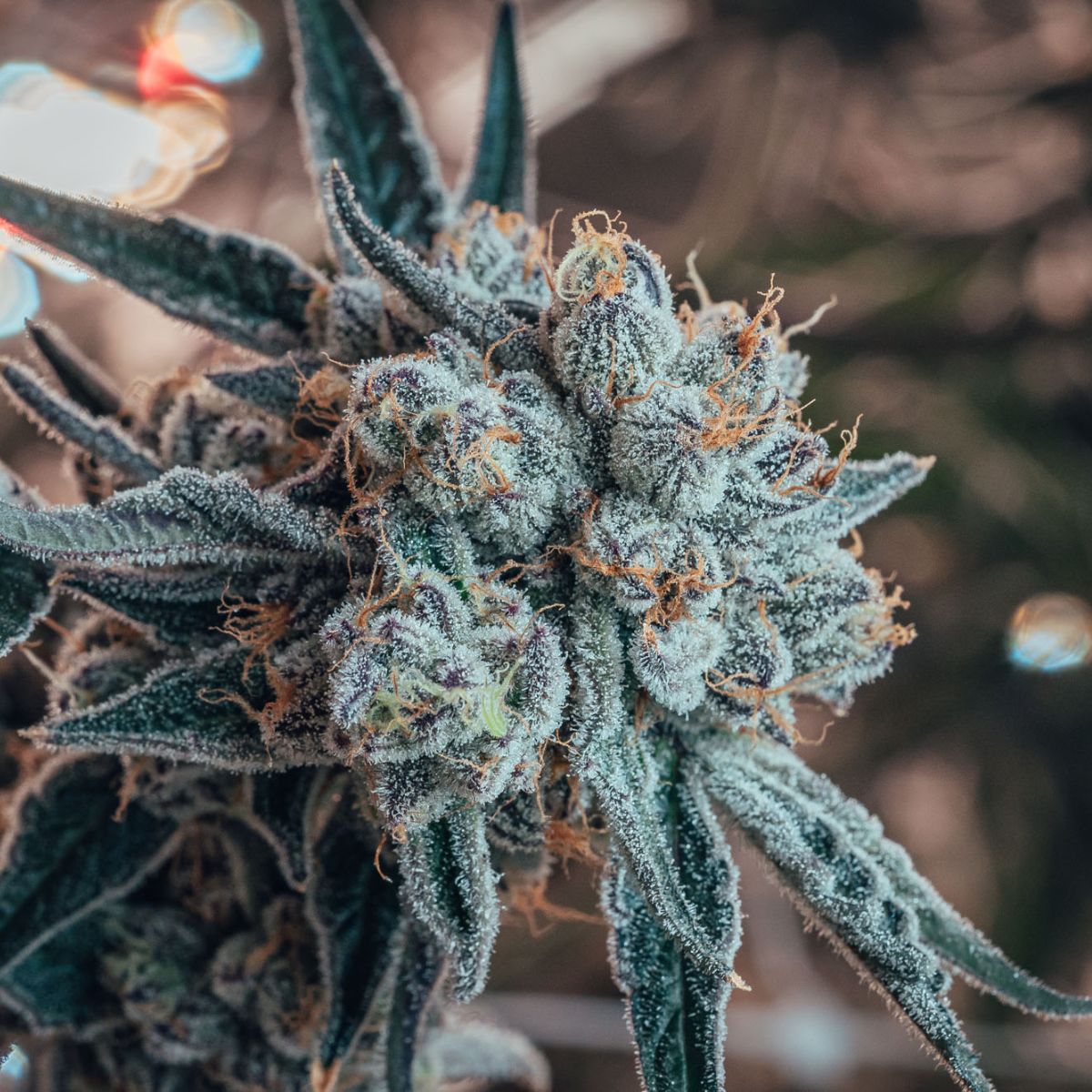 Blueberry Yum Yum-04