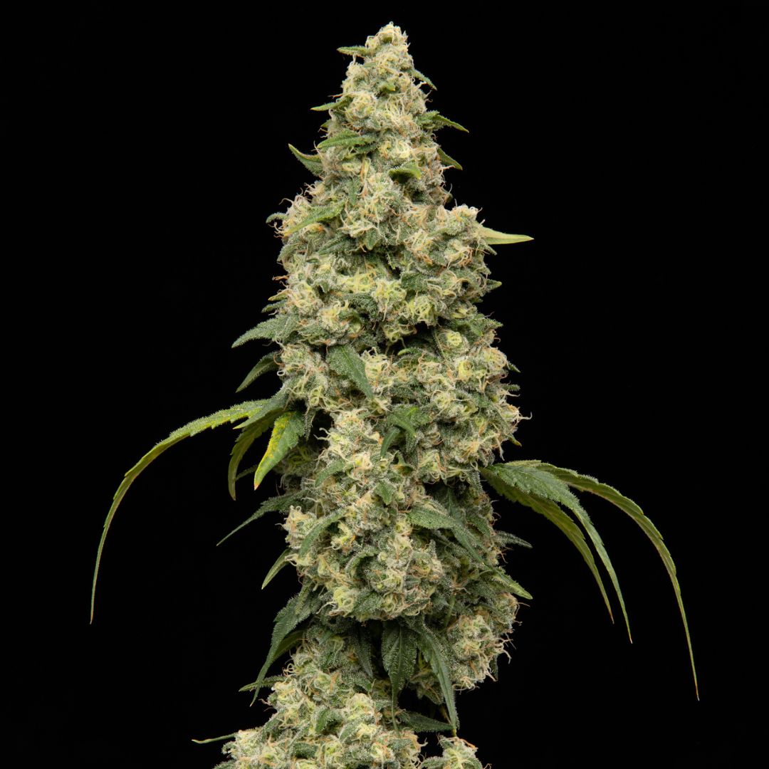 Pure Cake Skunk-04
