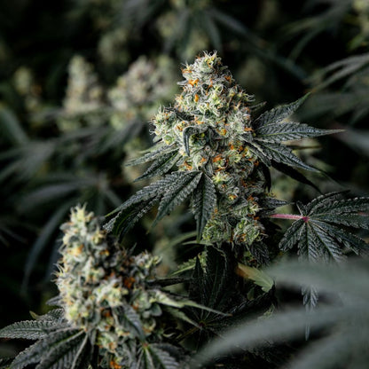 Pure Cake Skunk-06