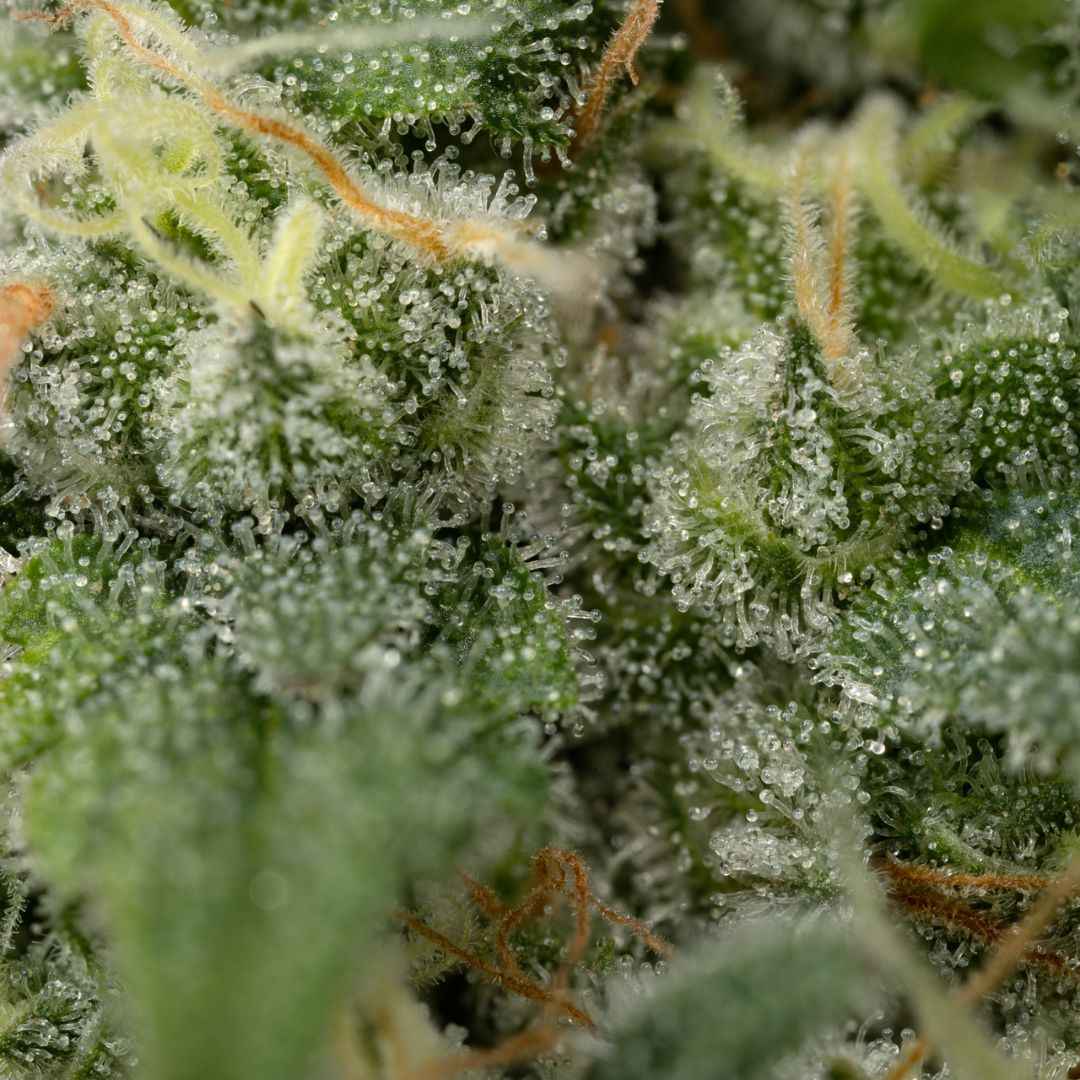 Pure Cake Skunk-07