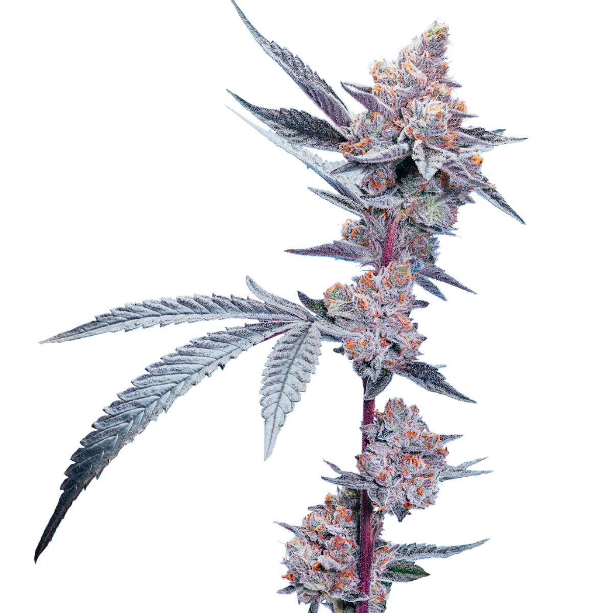Blueberry Lemonade-06