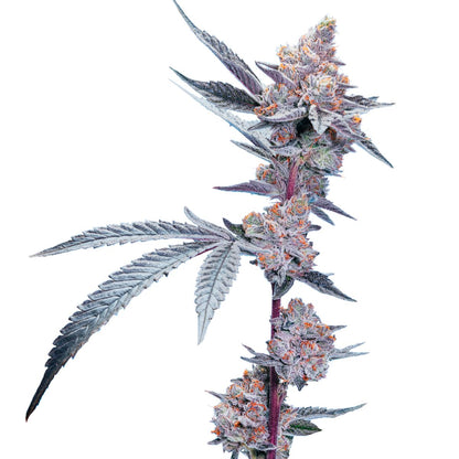 Blueberry Lemonade-06