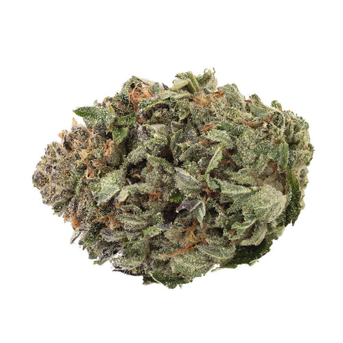 Comatose Organic-01