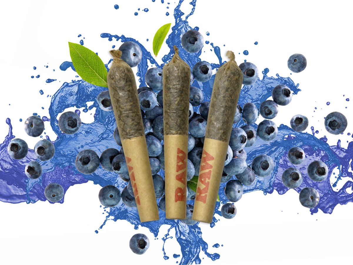 Dab Bods Blueberry Resin Infused Pre-Rolls-01