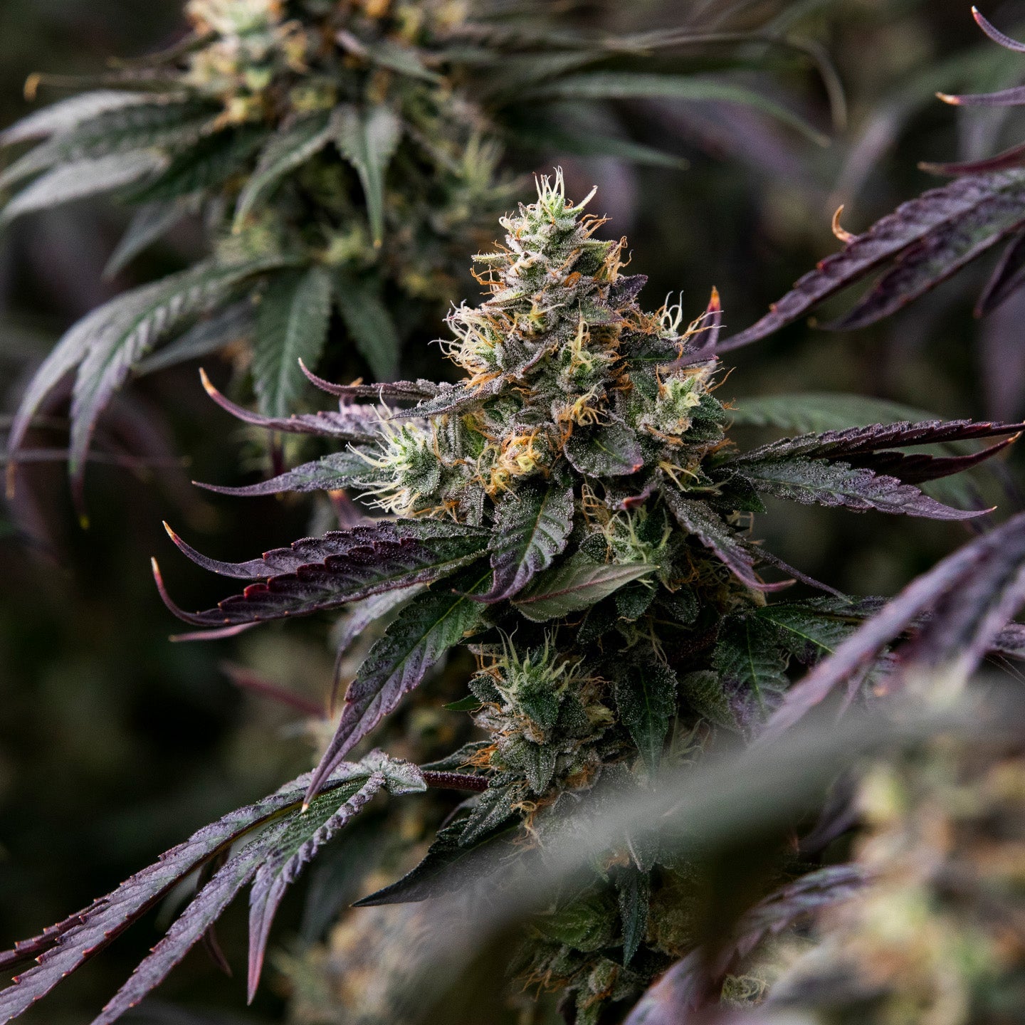 Pemberton Pink-04