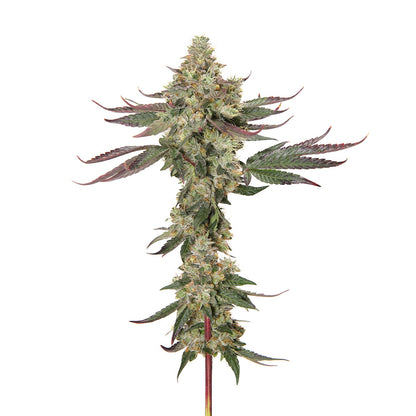 Pemberton Pink-03