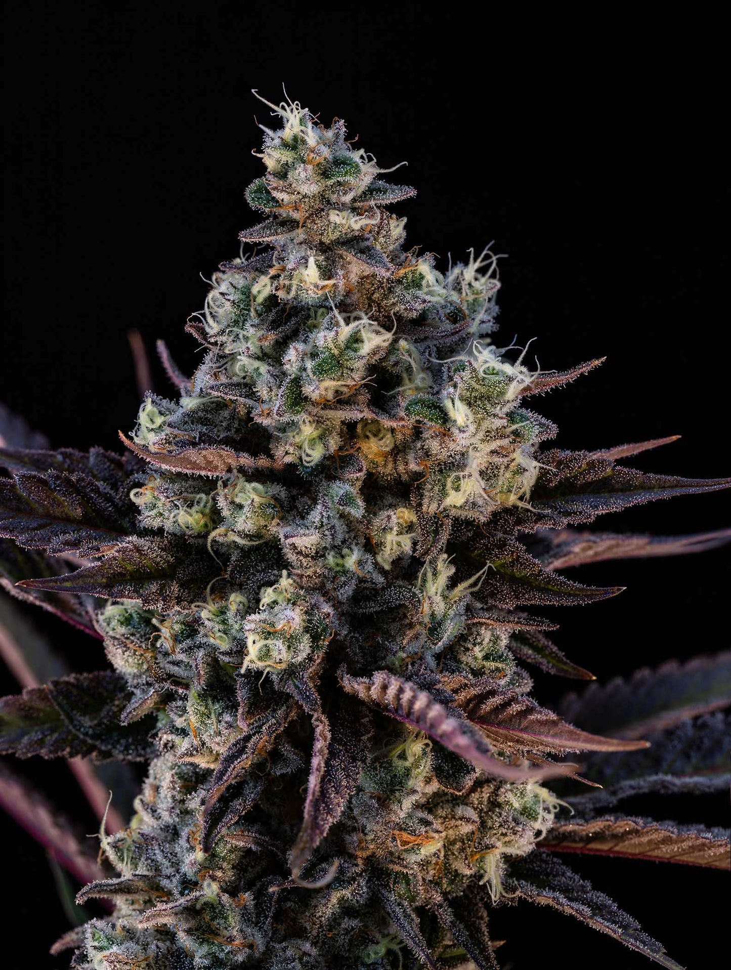 Crunch Berries-07