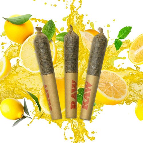 Dab Bods Limoncello Resin Infused Pre-Rolls-01