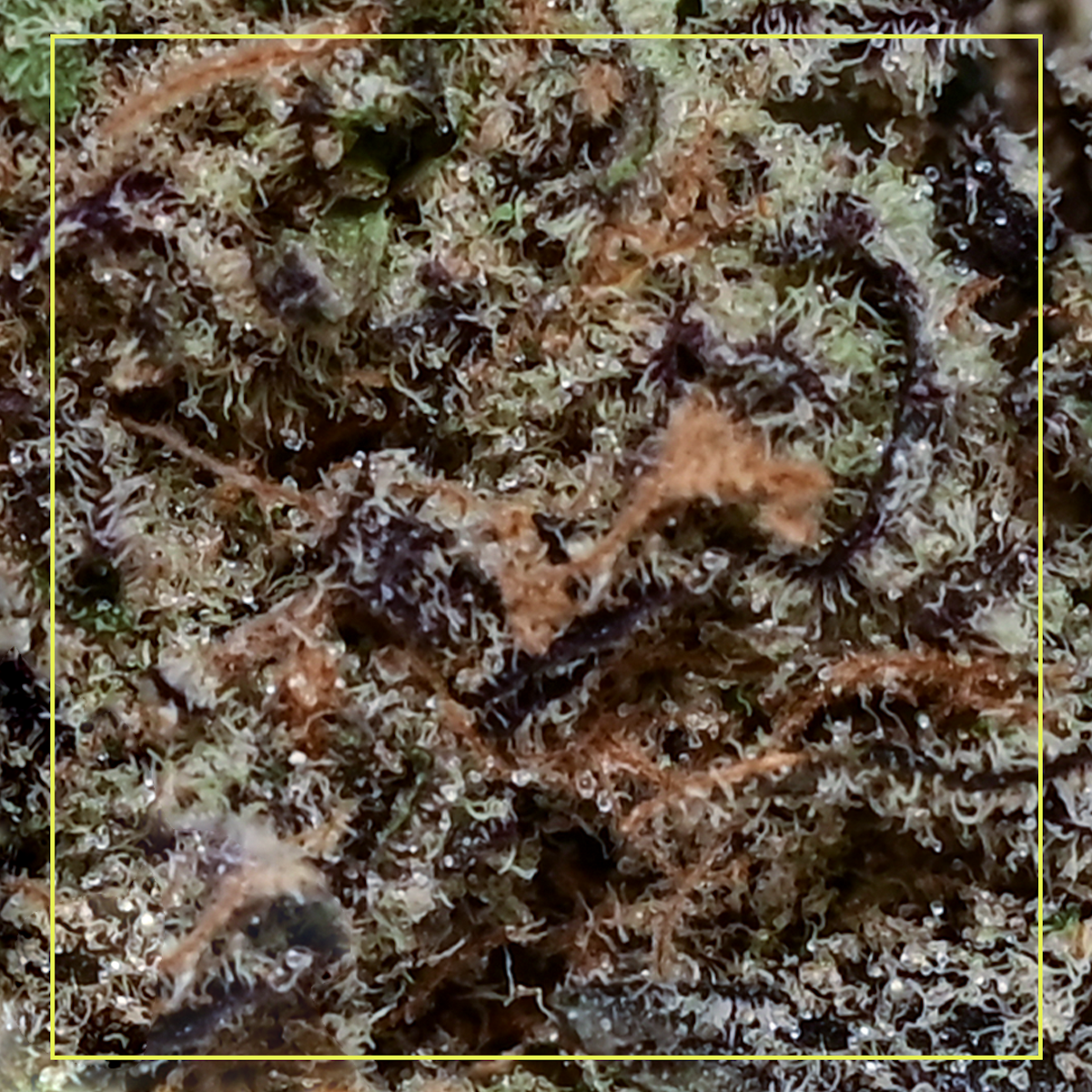 Kiwi Sherbert-02