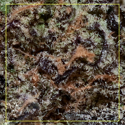 Kiwi Sherbert-02