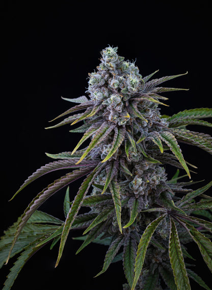 Mendoz Stomper-07