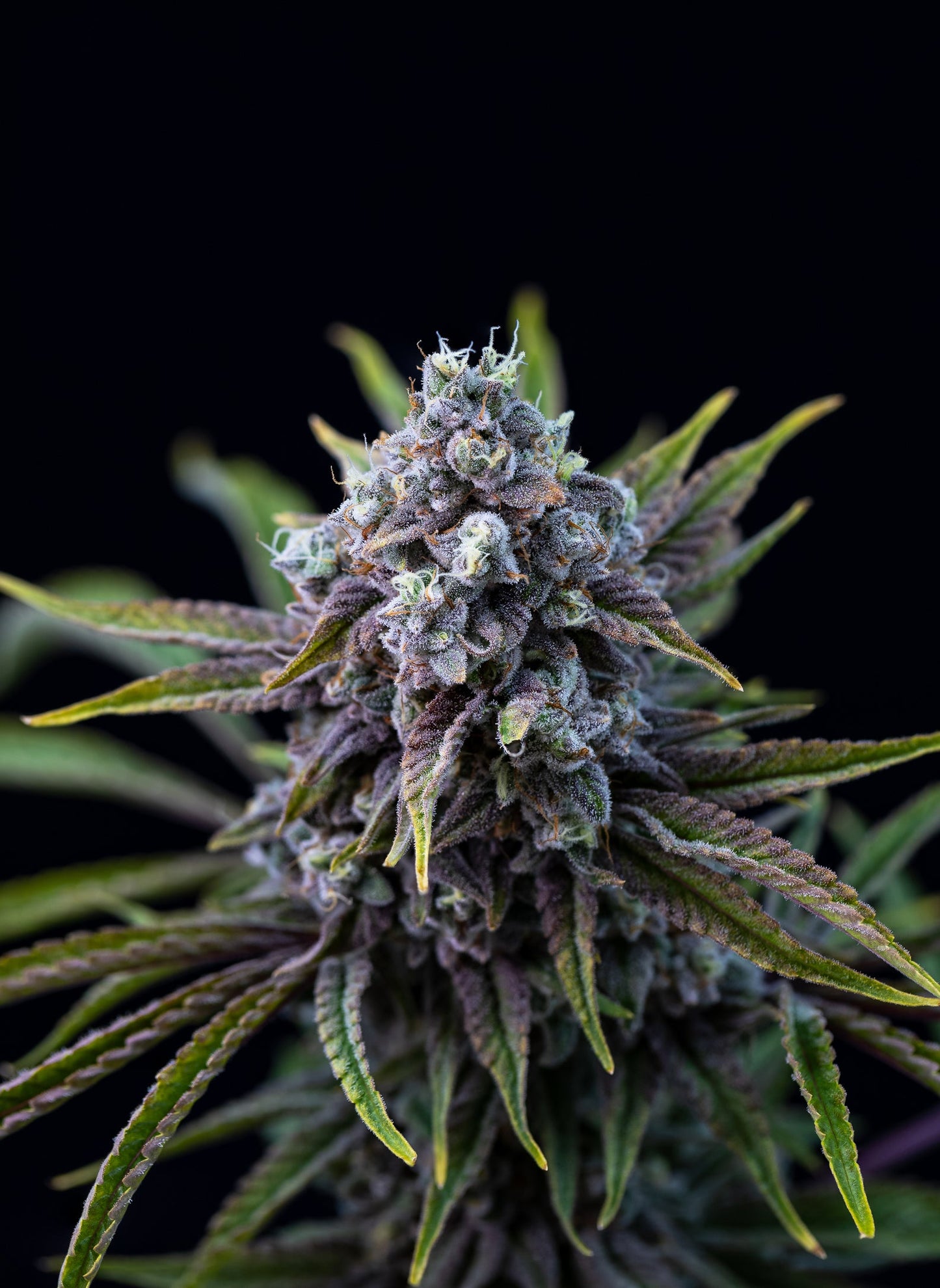 Mendoz Stomper-06