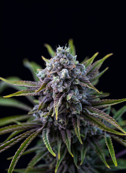 Mendoz Stomper-06