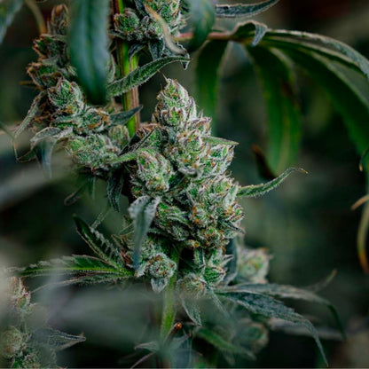 BC Organic Dancehall CBD-03