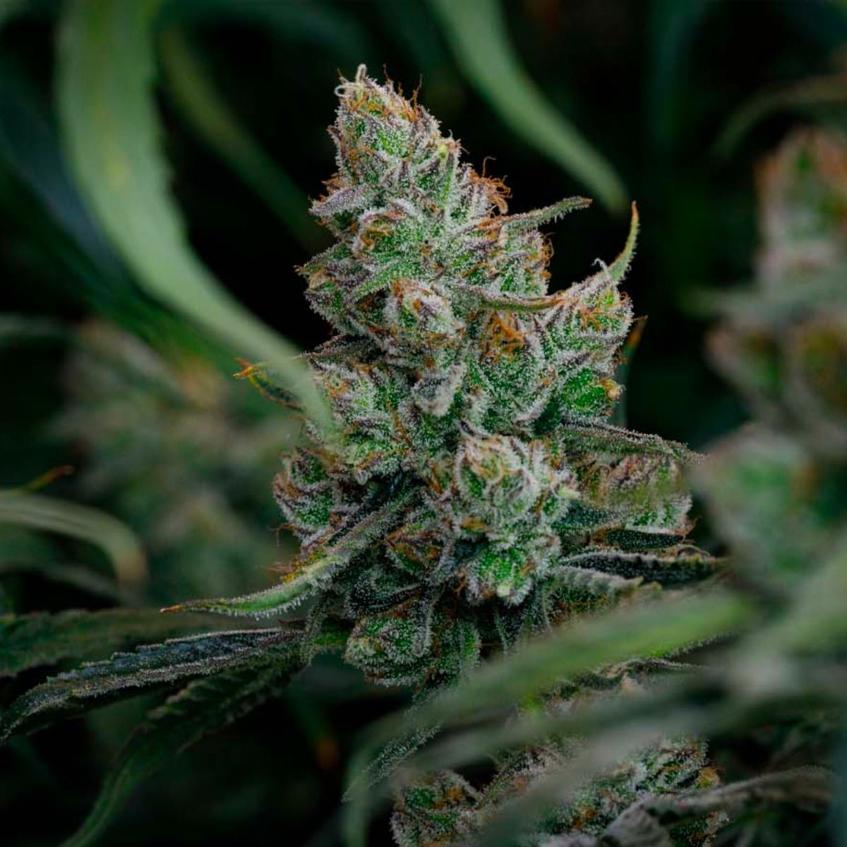BC Organic Dancehall CBD-04