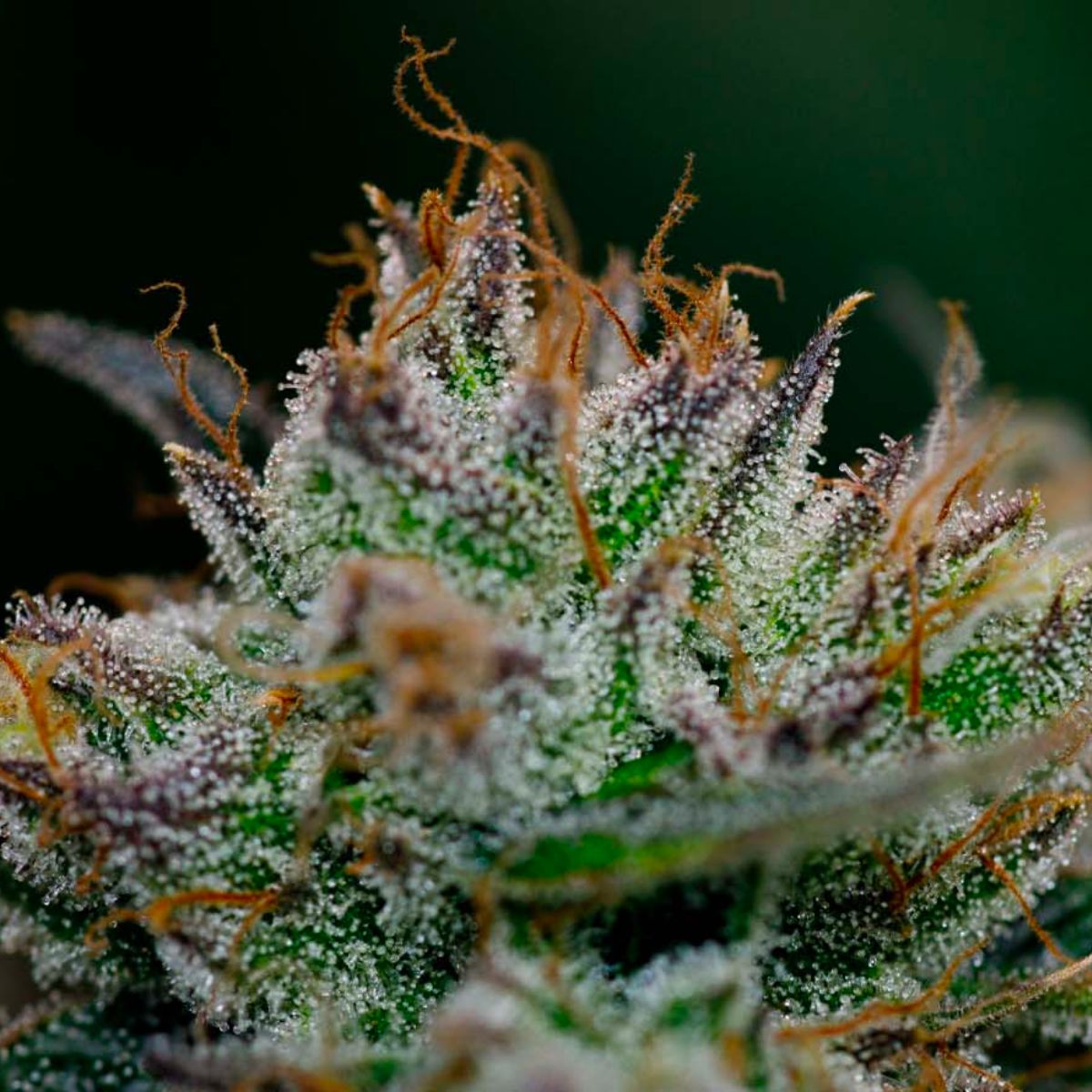 BC Organic Dancehall CBD-05