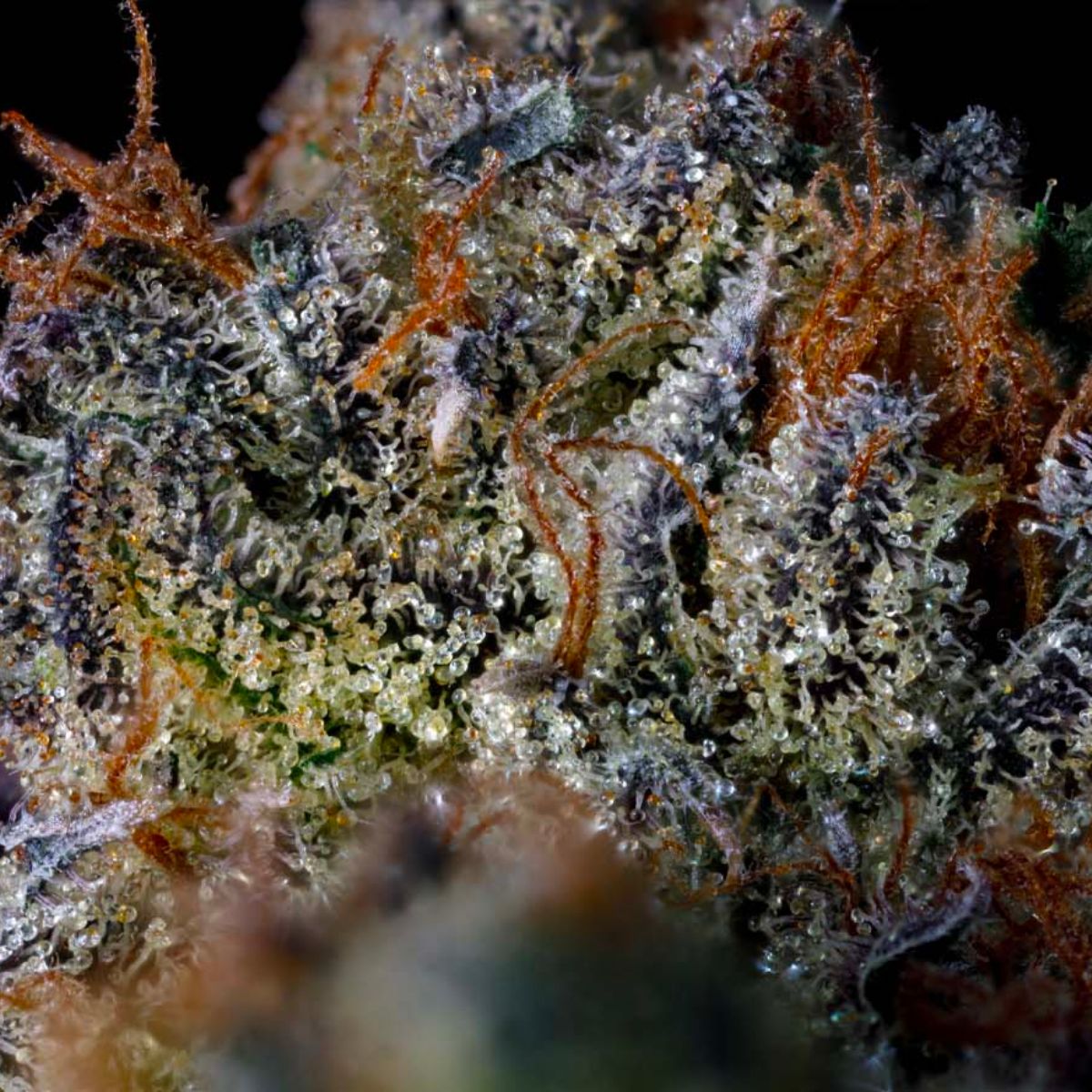 BC Organic Dancehall CBD-06