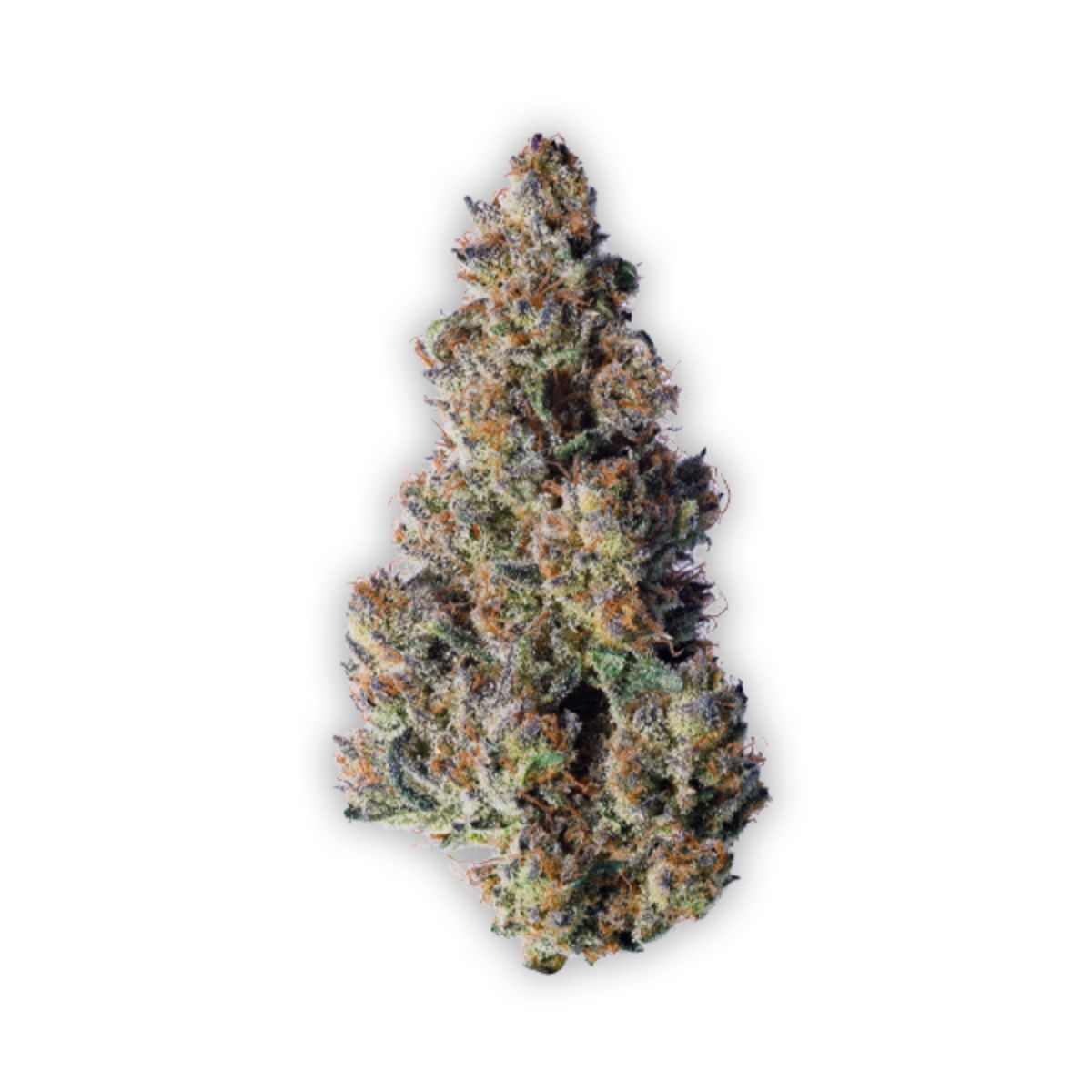 BC Organic Dancehall CBD-01