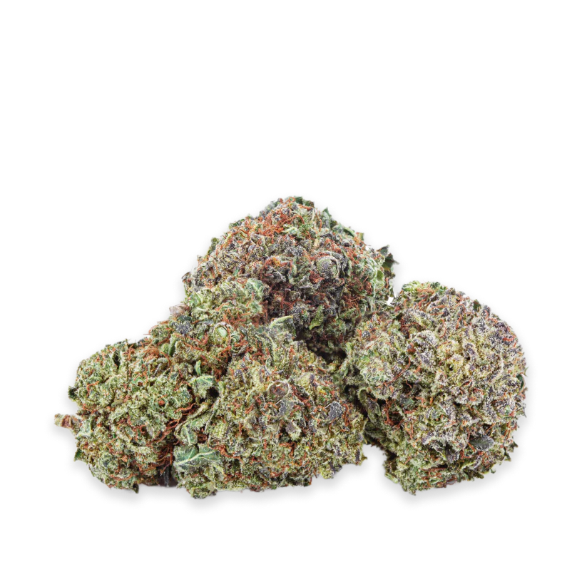 Rotterdam Indica-01