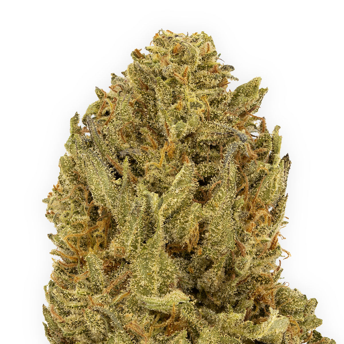 Apricot Kush-02