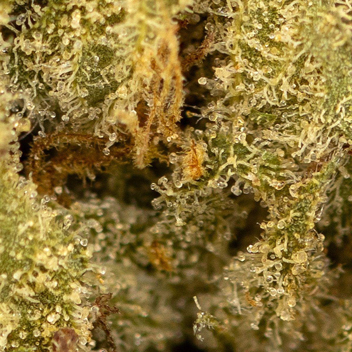 Apricot Kush-03