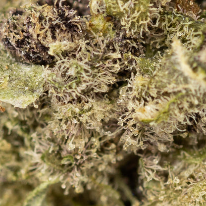 Blue Cheese-03