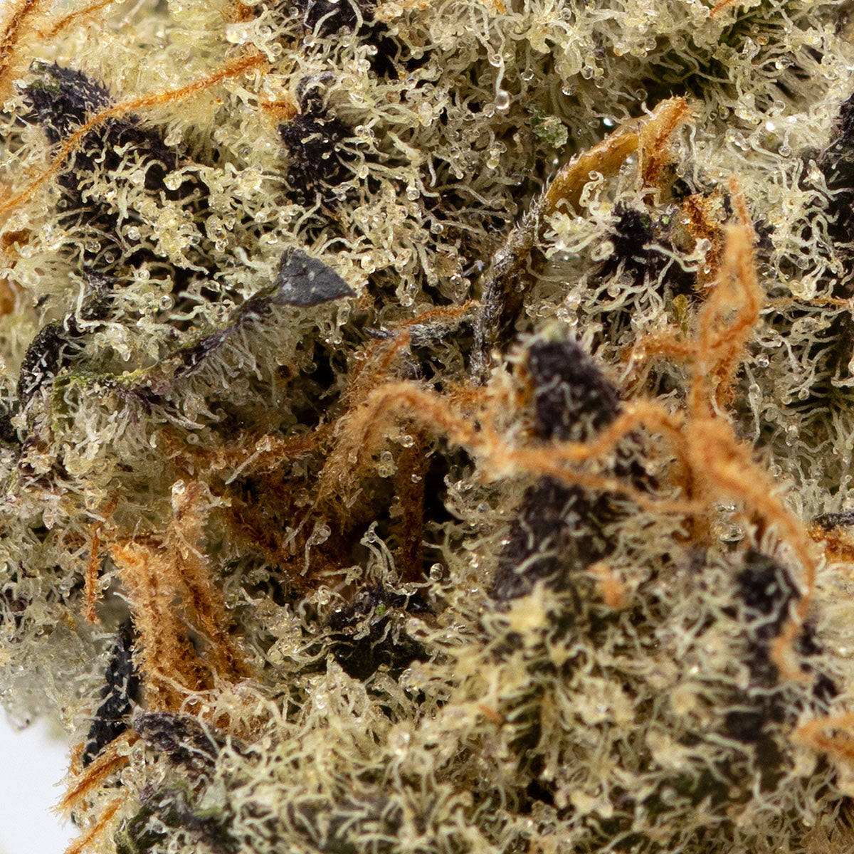 Naked Mummer Cactus Breath-03