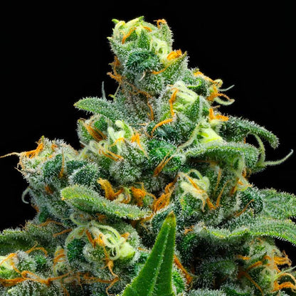 BC Organic Lucy In The Sky-02