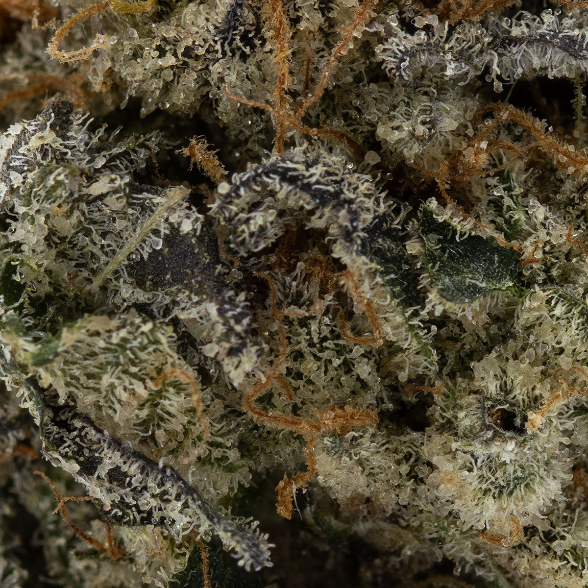 Grape Gasoline-03