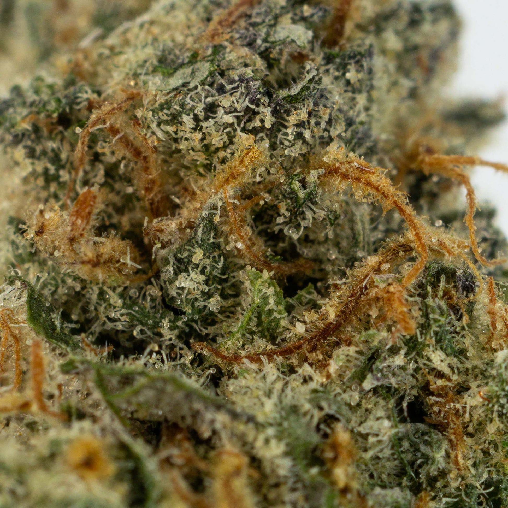 Nighttime Nirvana - Huckleberry Pie-04